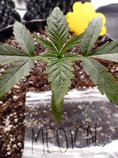 Strength and Medical Mass. Week 2