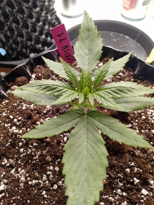 Behind the OrionF1. Week 2