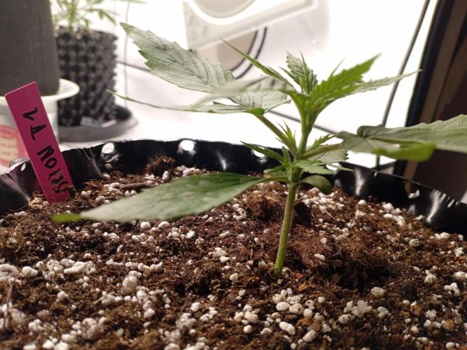 Behind the OrionF1. Week 2