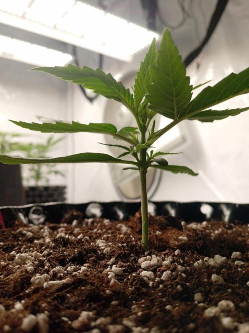 Behind the OrionF1. Week 2