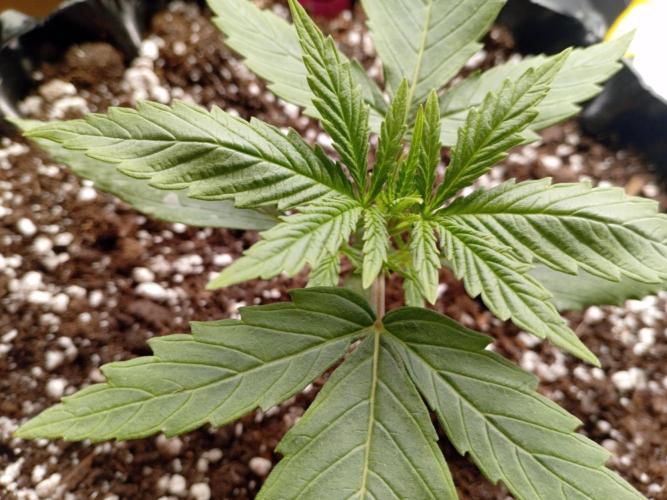 Behind the OrionF1. Week 2