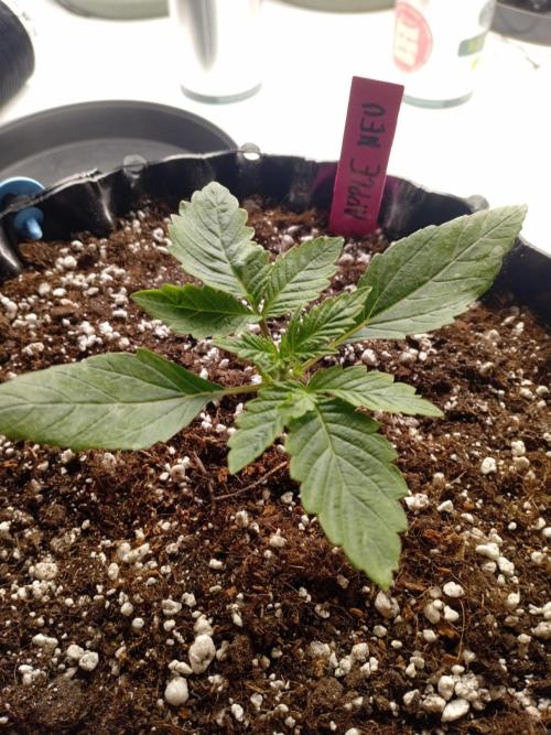 Replace me if you can. Week 2