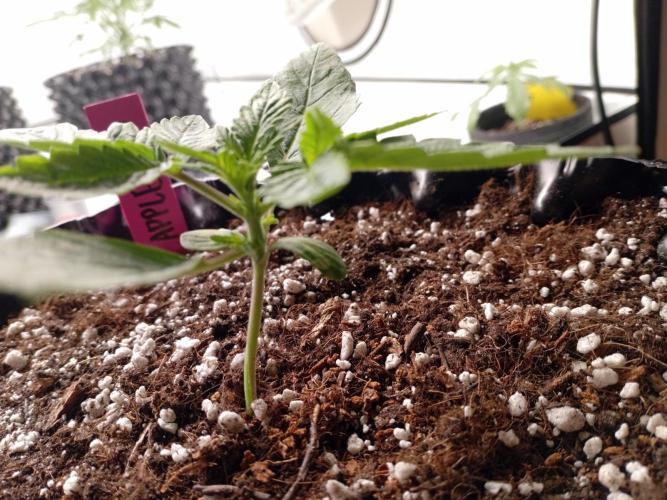 Replace me if you can. Week 2