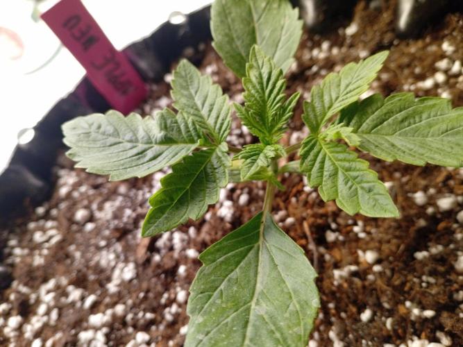 Replace me if you can. Week 2