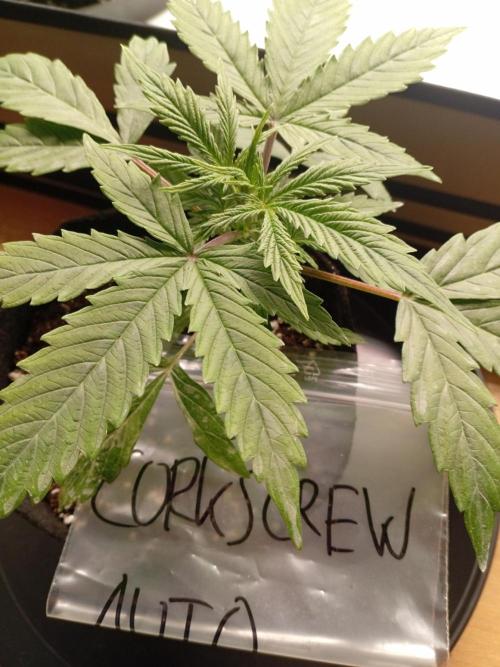 Shady indoor garden 🔥. Week 4 - Corkscrew
Accident victim