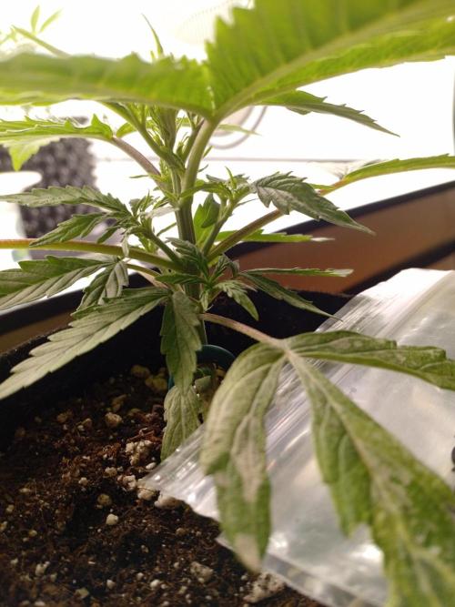 Shady indoor garden 🔥. Week 4 - Corkscrew
Accident victim