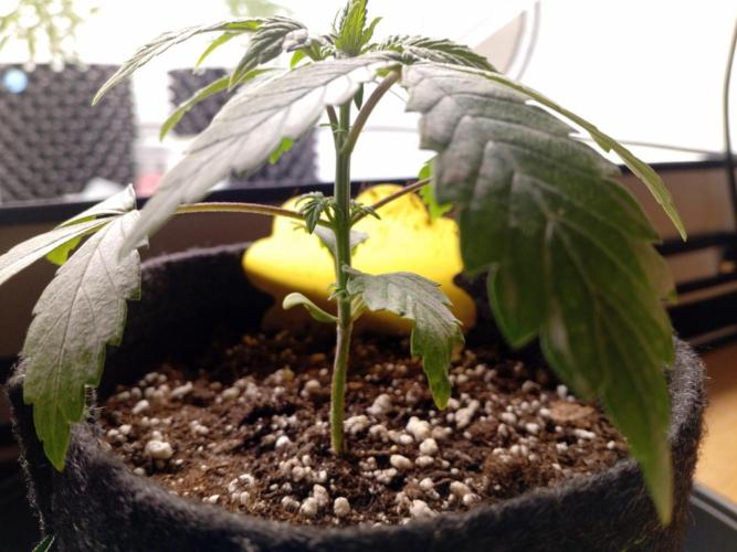 Shady indoor garden 🔥. Week 4 - AppleFritter
Accident victim