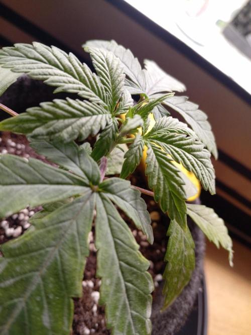 Shady indoor garden 🔥. Week 4 - AppleFritter
Accident victim