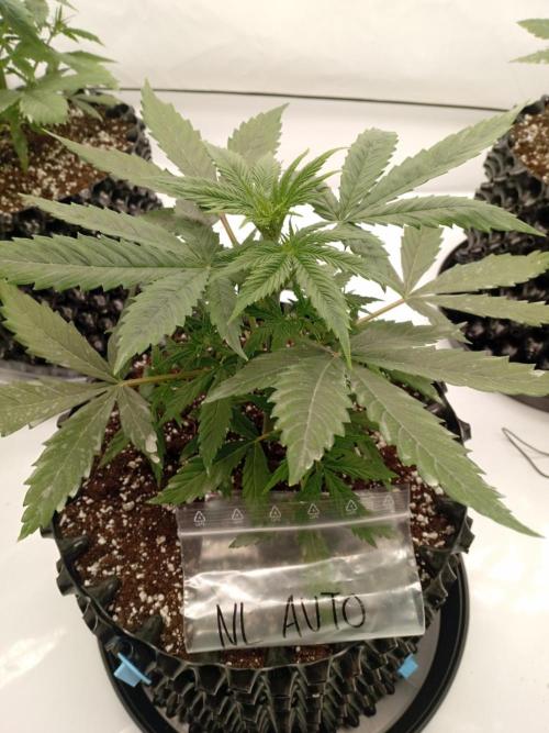 Shady indoor garden 🔥. Week 4