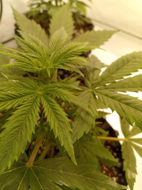 Shady indoor garden 🔥. Week 4