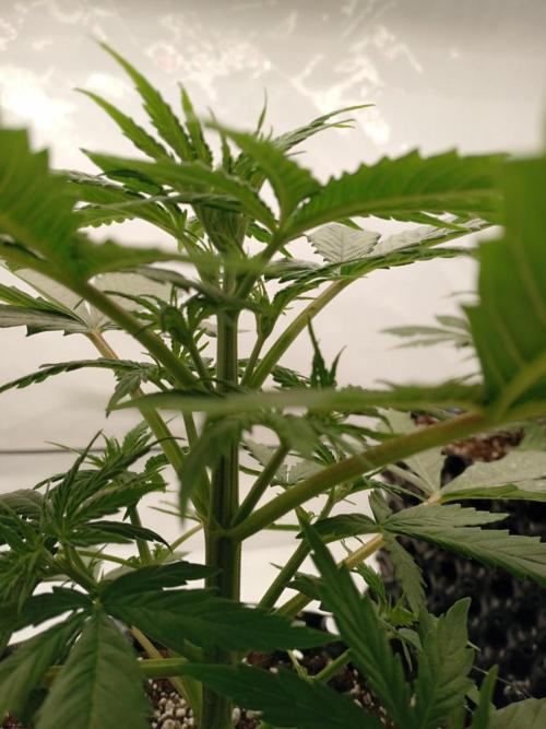 Shady indoor garden 🔥. Week 4