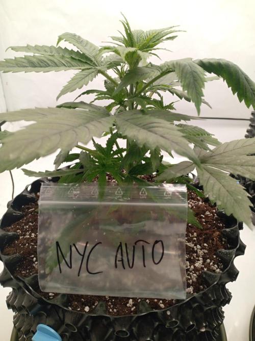 Shady indoor garden 🔥. Week 4