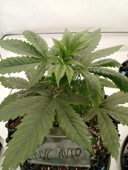 Shady indoor garden 🔥. Week 4 - Magnesium Def?