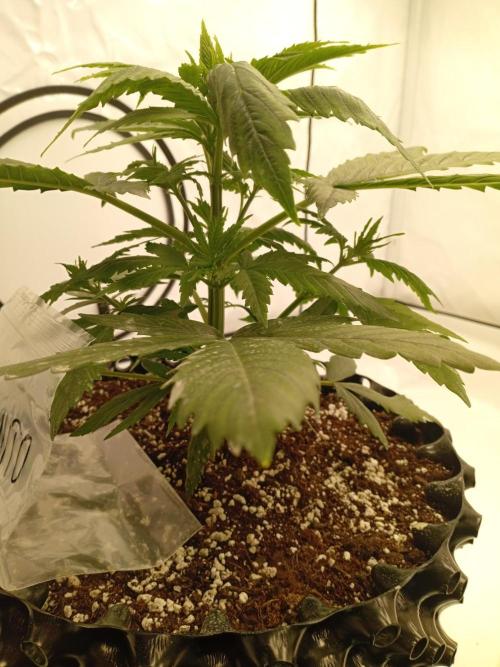 Shady indoor garden 🔥. Week 4