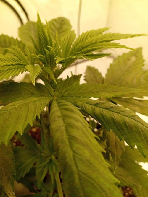 Shady indoor garden 🔥. Week 4