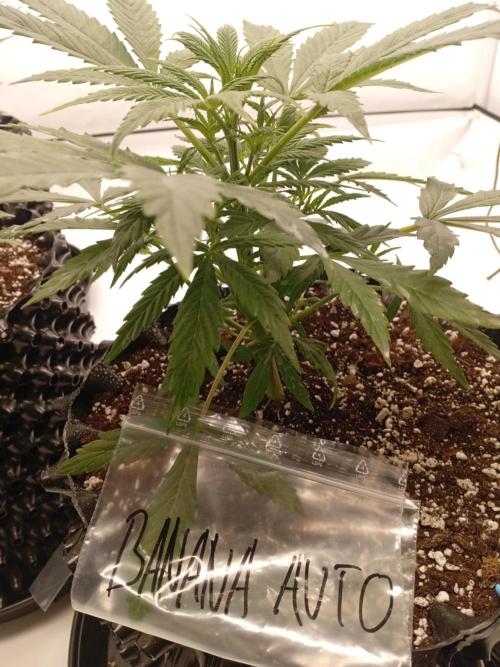 Shady indoor garden 🔥. Week 4