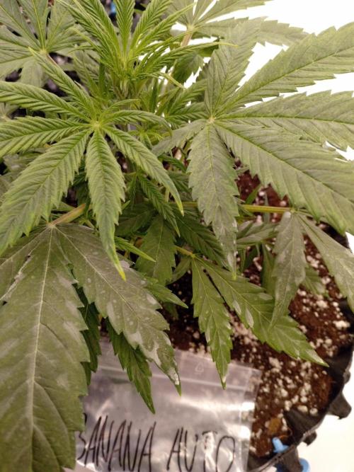 Shady indoor garden 🔥. Week 4