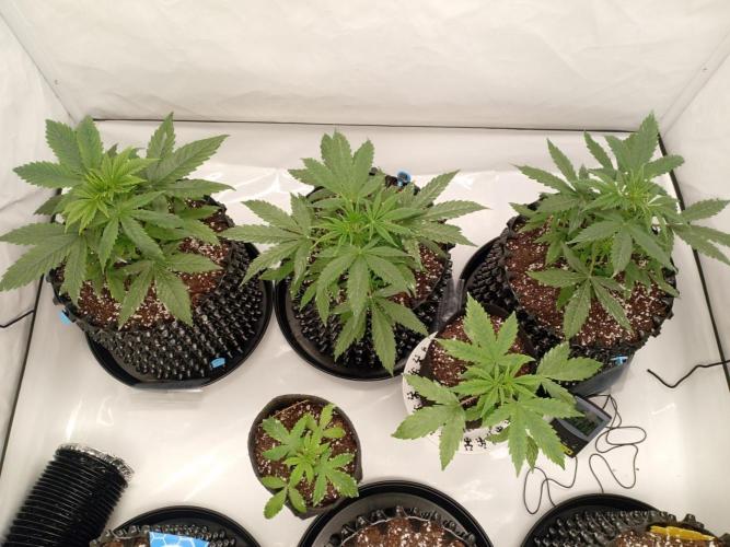 Shady indoor garden 🔥. Week 4