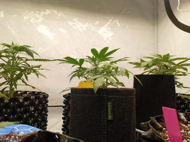 Shady indoor garden 🔥. Week 4