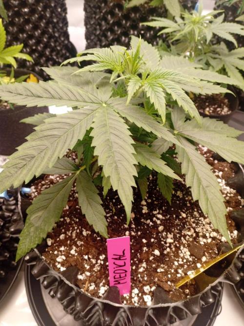 Strength and Medical Mass. Week 3