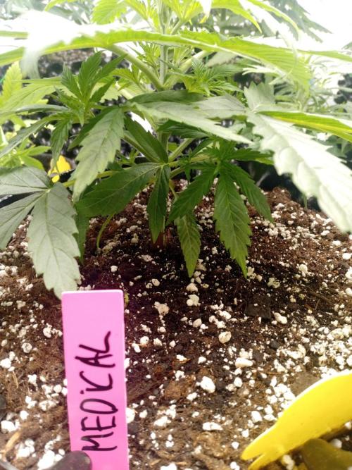 Strength and Medical Mass. Week 3