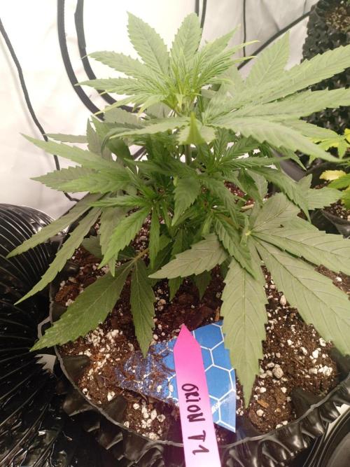 Behind the OrionF1. Week 3