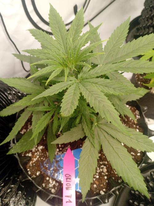 Behind the OrionF1. Week 3