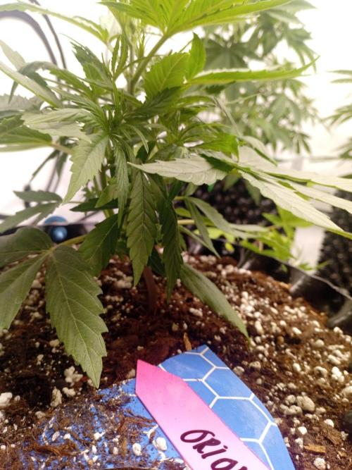 Behind the OrionF1. Week 3