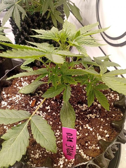 Replace me if you can. Week 3