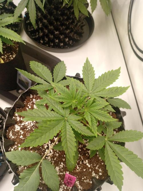 Replace me if you can. Week 3