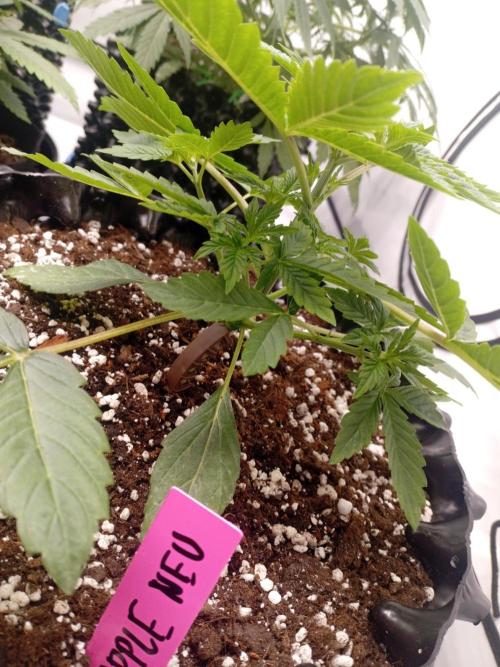 Replace me if you can. Week 3