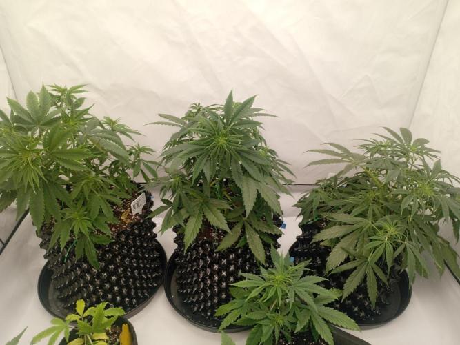 Shady indoor garden 🔥. Week 5