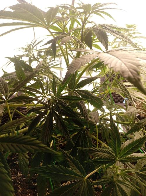 Shady indoor garden 🔥. Week 5 - Banana