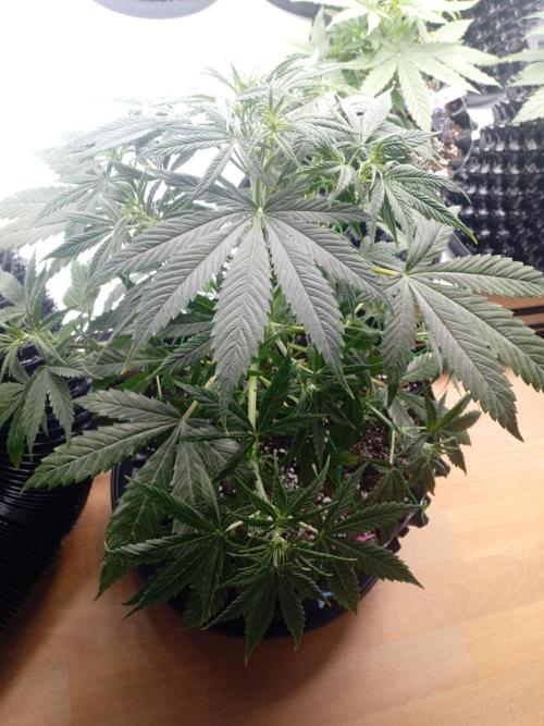 Shady indoor garden 🔥. Week 5 - Banana