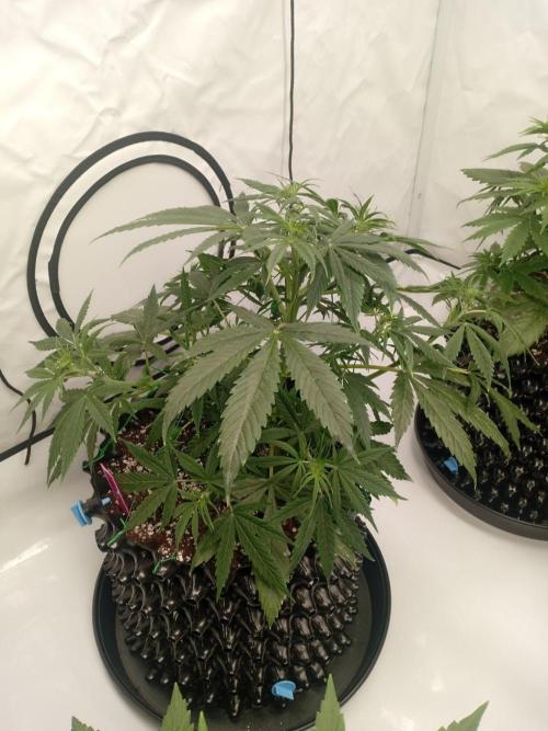 Shady indoor garden 🔥. Week 5 - Banana