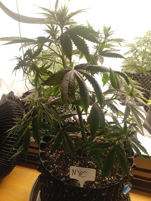 Shady indoor garden 🔥. Week 5 - NYC