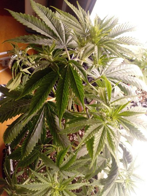 Shady indoor garden 🔥. Week 5 - NYC