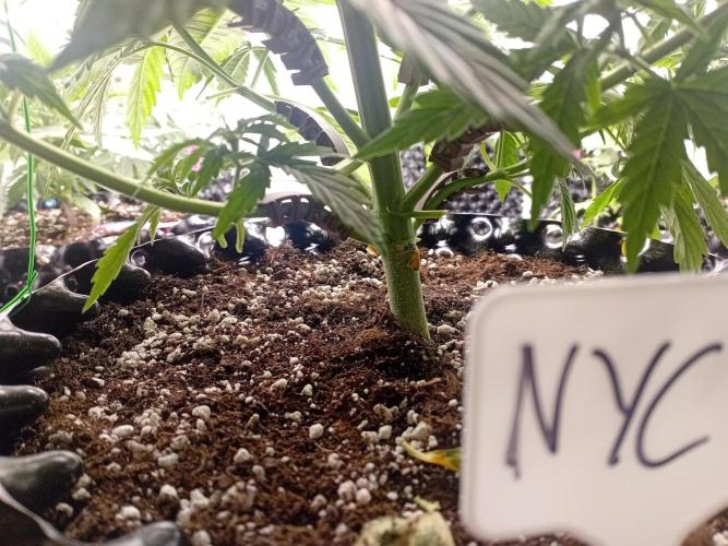 Shady indoor garden 🔥. Week 5 - NYC