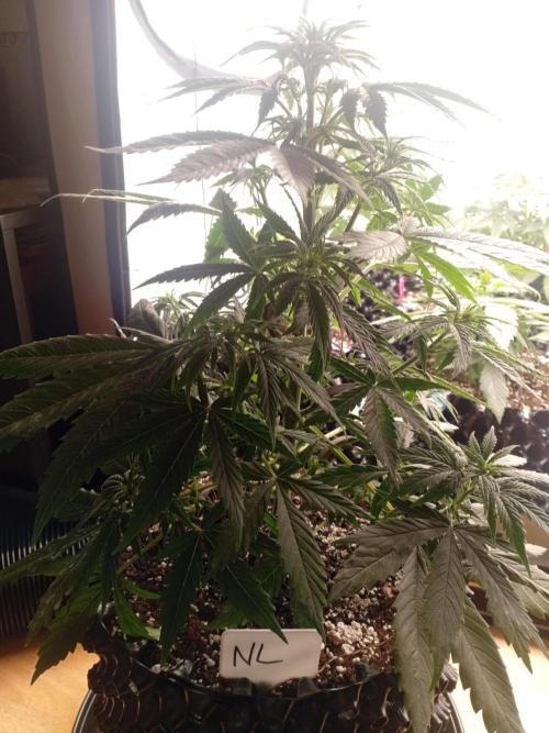 Shady indoor garden 🔥. Week 5 - NL