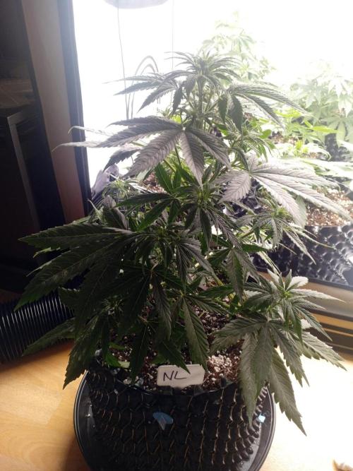 Shady indoor garden 🔥. Week 5 - NL