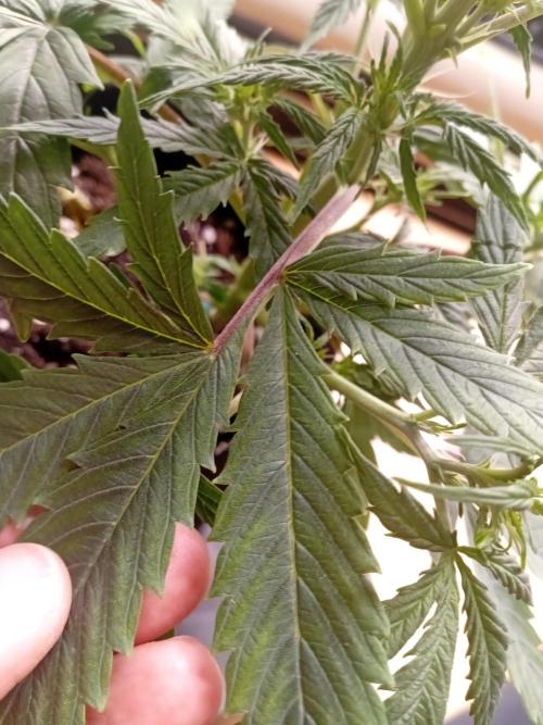 Shady indoor garden 🔥. Week 5 - Corkscrew 
Leaf Mutation