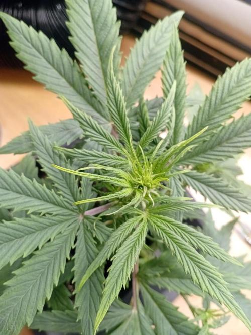 Shady indoor garden 🔥. Week 5 - Corkscrew