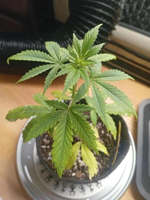 Shady indoor garden 🔥. Week 5 - AppleFritter
Problem child