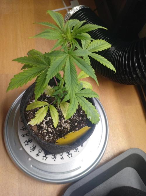 Shady indoor garden 🔥. Week 5 - AppleFritter
Problem child