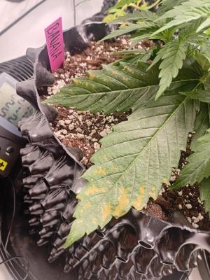 Comment by Kushycat photo #1