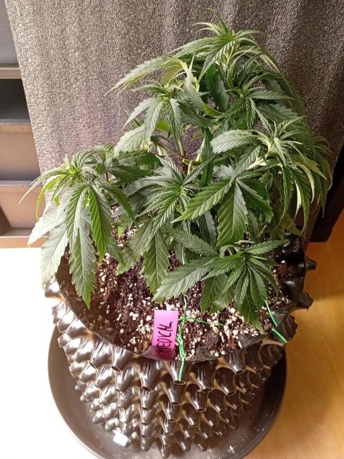 Strength and Medical Mass. Week 4