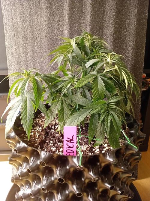 Strength and Medical Mass. Week 4