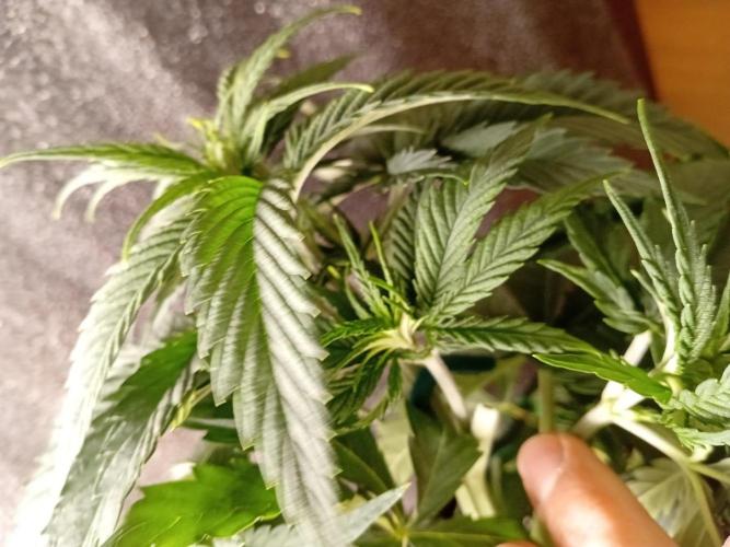 Strength and Medical Mass. Week 4