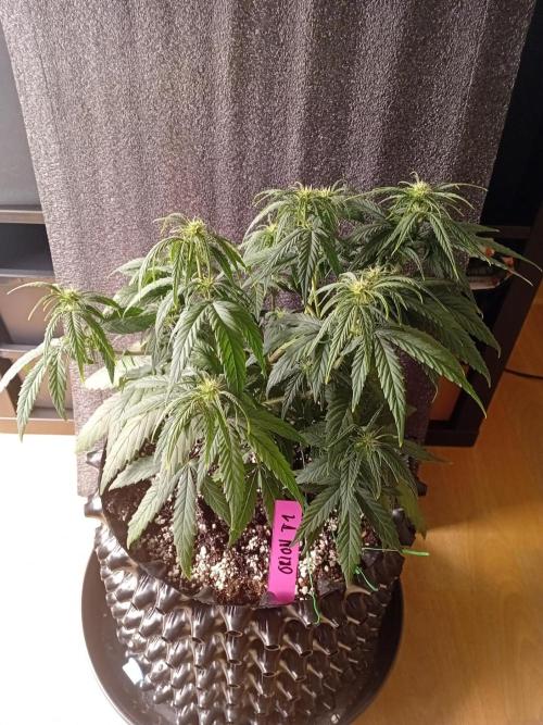 Behind the OrionF1. Week 4