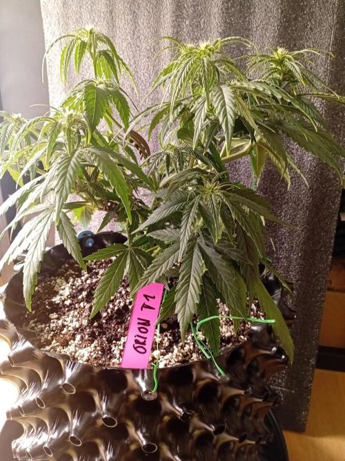 Behind the OrionF1. Week 4